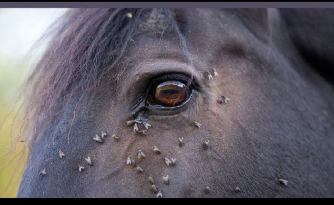 Waarom trekken paarden vliegen aan?