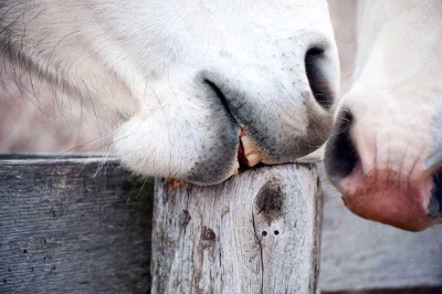 Hilfe mein Pferd nagt Holz
