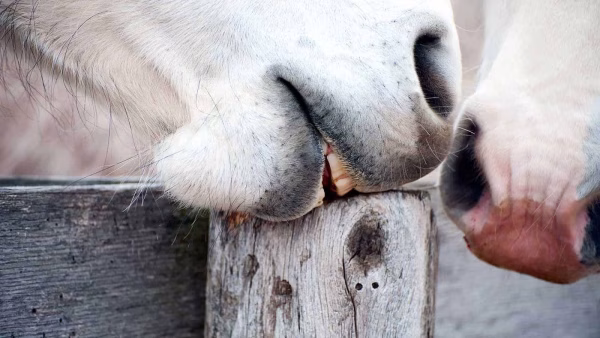 Help mijn paard knaagt aan het hout
