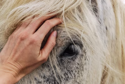 💥💥Can a horse suffer from depression?