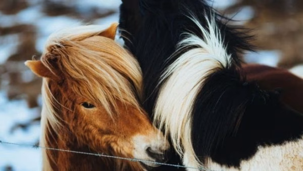 Paarden scheren in de herfst of niet?