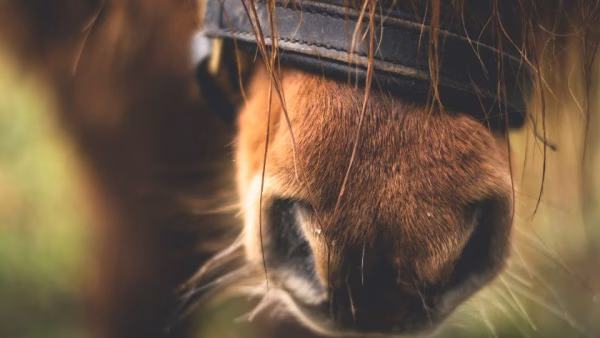 💥💥Can a horse suffer from depression?