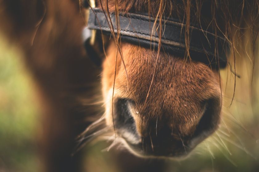 💥💥Kan een paard last hebben van depressie?
