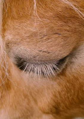 What to do and what not to do when your horse has a wound