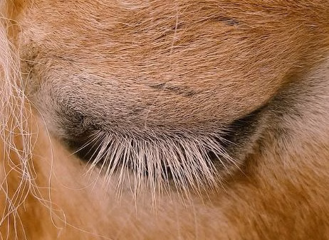 What to do and what not to do when your horse has a wound