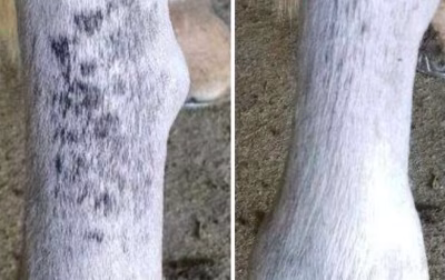 Green-XL verzorgingsset bij schimmelgevoelige paarden