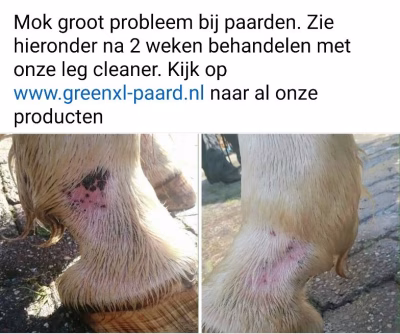 Grün XL