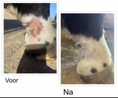 Magnesium for Healthy Horses mokgel