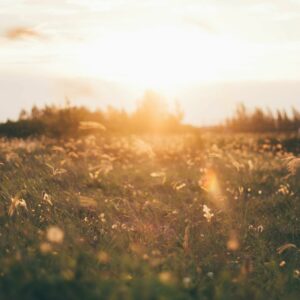 Paardenkriebels lente en zomer kruidenmix