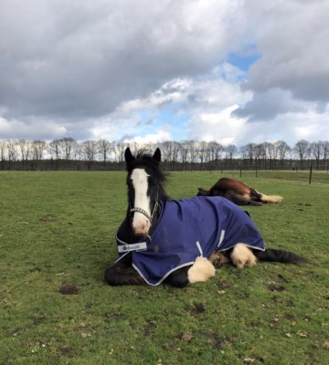 Waneer is het beste om je paard een deken op te doen?