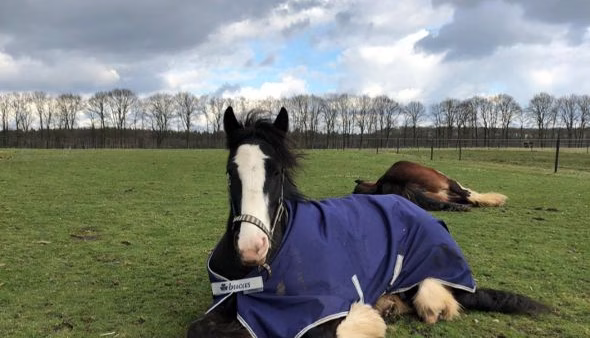 Waneer is het beste om je paard een deken op te doen?