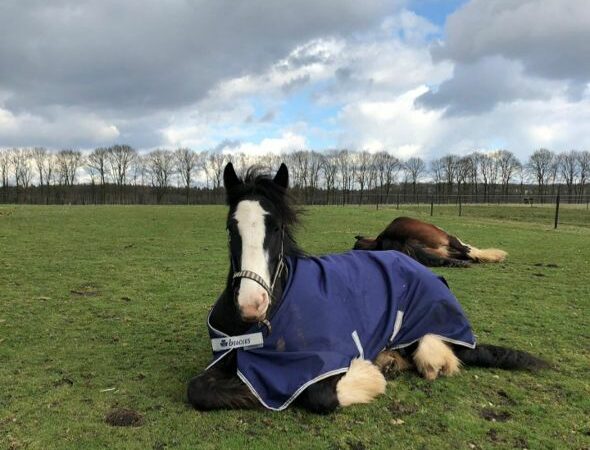 Waneer is het beste om je paard een deken op te doen?