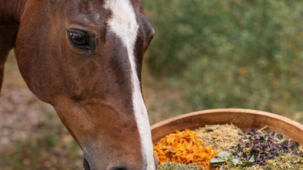 Waar worden kruiden bij paarden voor gebruikt en hoe gebruik je ze veilig?