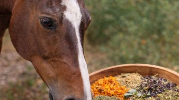 Waar worden kruiden bij paarden voor gebruikt en hoe gebruik je ze veilig?
