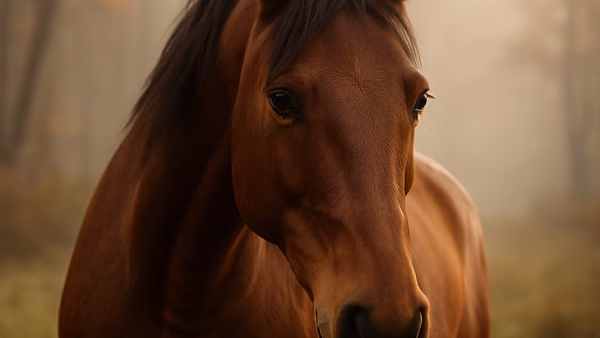 Hoe herken je dat je paard zich niet lekker voelt? Jouw paard vertelt meer dan je denkt