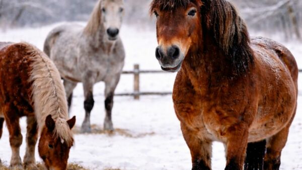 Veelgemaakte fouten bij jeuk en huidproblemen bij paarden in de winter