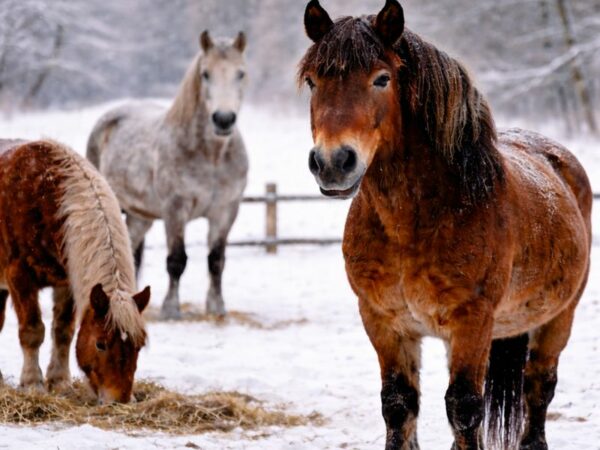 Veelgemaakte fouten bij jeuk en huidproblemen bij paarden in de winter