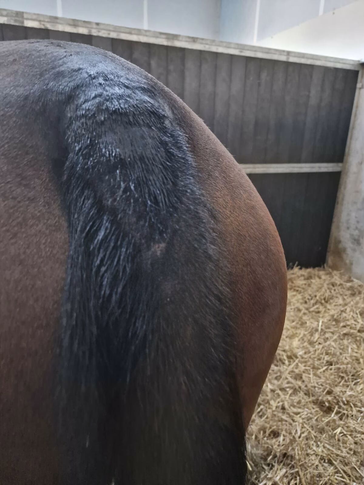 Holland Tophorse Anti-schuurspray – voor jeukgevoelige paardenhuid - Image 5