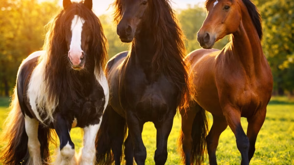 Jeuk bij paarden in de lente: dit moet je nú weten