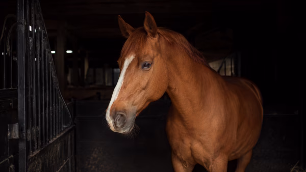 Zomereczeem: waarom schuurt mijn paard manen kapot? Triggers, seizoensplan en huidmanagement