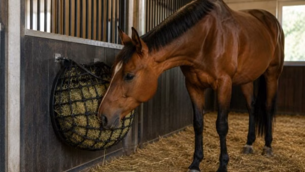 Waarom een slow feeder goed is voor je paard