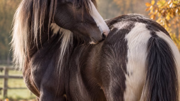 waar komt jeuk bij je paard vandaan in het najaar