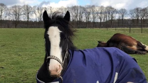 paard met deken