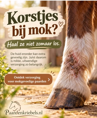 Mok en rasp bij paarden in de herfst: waarom blijven die benen zo gevoelig?